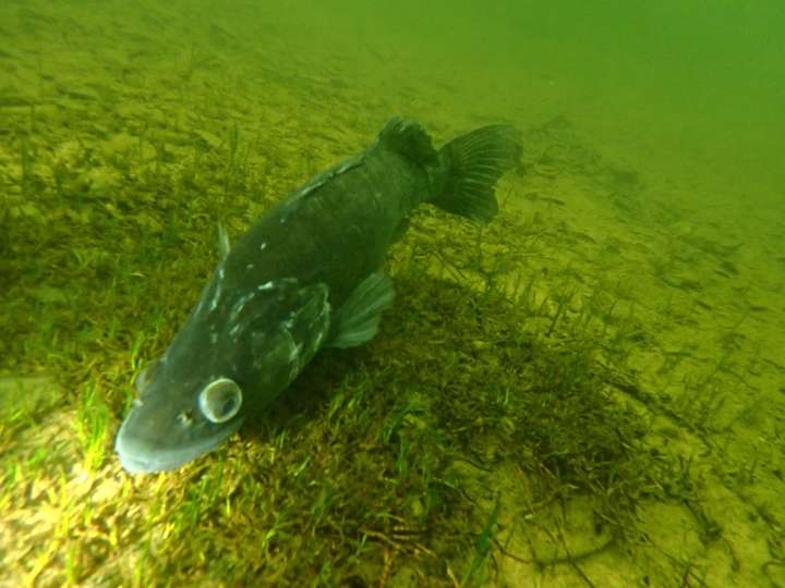 Zander im Edersee