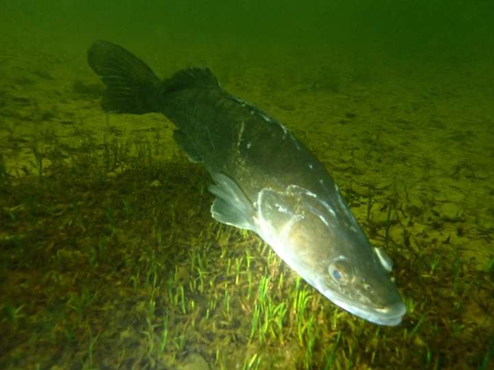 Zander im Edersee